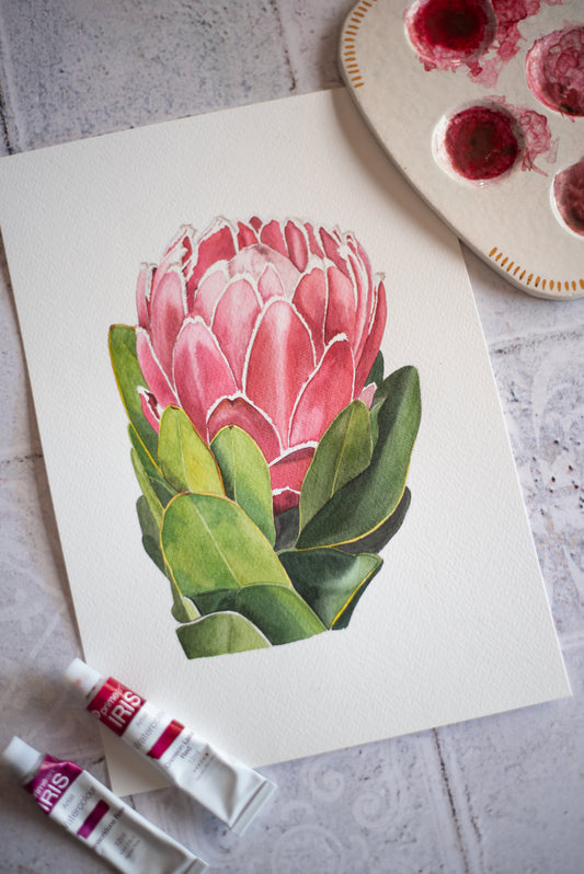 Watercolour: Protea Pink Princess (unframed)
